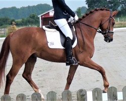 dressage horse Starfighter 26 (Hanoverian, 2018, from Secret)