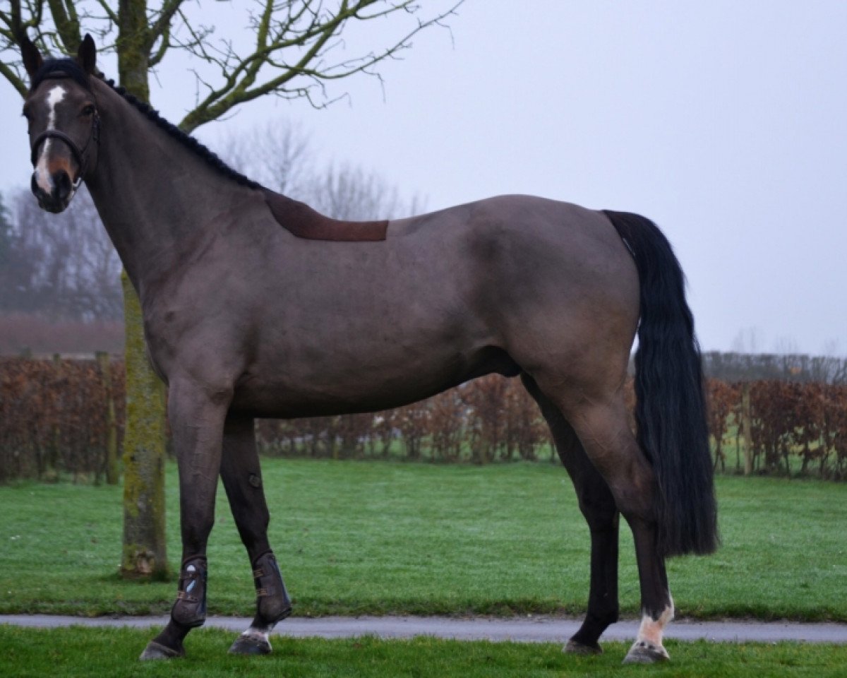 jumper Aska Chin de Saulieu Z (Zangersheide riding horse, 2014, from Asca Z)