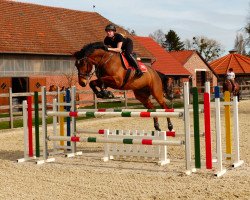 jumper Casparino 6 (Westphalian, 2010, from Comme il Faut)