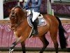 Springpferd Chincher ZSZ (Holsteiner, 2021, von Chinchero)