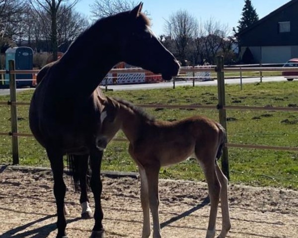 foal by A Vinci (German Riding Pony, 2025, from A new Star)