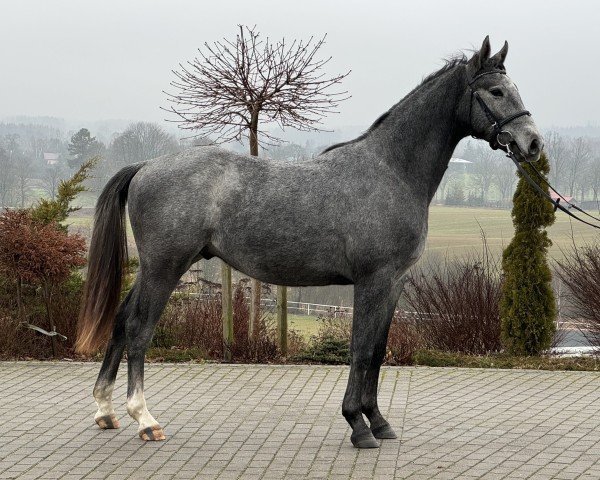 jumper Bicor (Oldenburg show jumper, 2023, from Pr.H. Bingo Boy)