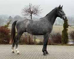 Springpferd Bicor (Oldenburger Springpferd, 2023, von Pr.H. Bingo Boy)