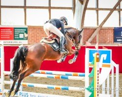 jumper SI Georgia Z (Zangersheide riding horse, 2019, from George Z)