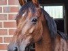 jumper Greta 185 (Holsteiner, 2014, from Quiran)