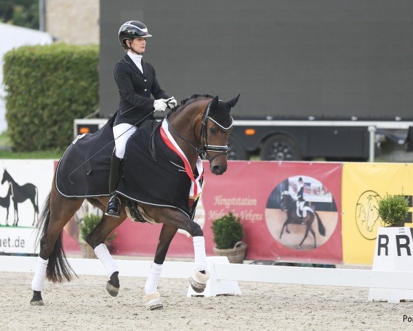 dressage horse De la Candy AT (German Riding Pony, 2018, from D-Power AT)