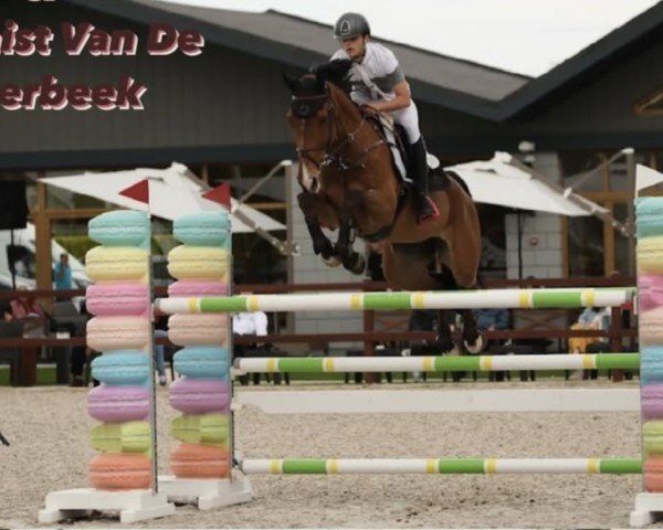 Springpferd Optimist van de Meerbeek (Belgisches Warmblut, 2014, von Bamako de Muze)