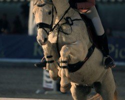 jumper Cashew 14 (Hanoverian, 2009)
