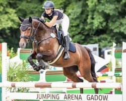 jumper Sidney L (Oldenburg show jumper, 2016, from Stalypso)