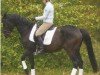 dressage horse Redomador (Trakehner, 2001, from Skatman)
