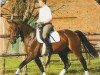 Pferd Sevilla 24 (Hannoveraner, 2000, von Salvanto)