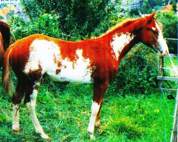 horse Smart Little Lu (unknown, 1998, from Whata Luck)