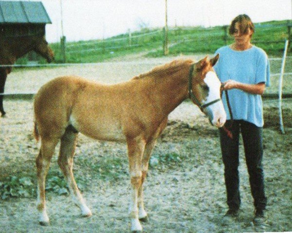 horse Enterprise Fine Luck (Paint Horse, 1998, from Whata Luck)