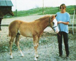 Pferd Enterprise Fine Luck (Paint Horse, 1998, von Whata Luck)