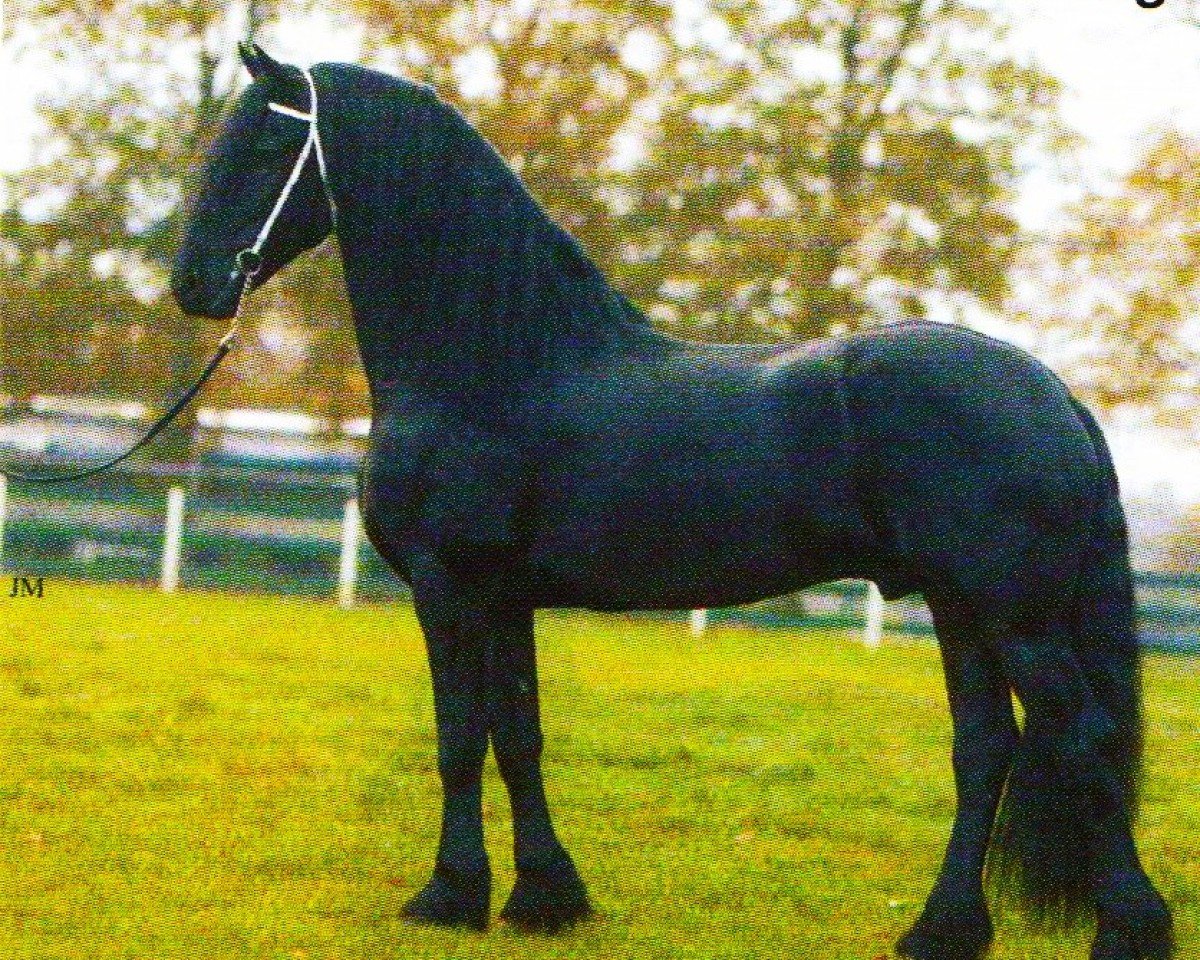 Deckhengst Botte 414 (Friese, 2000, von Nanning 374)
