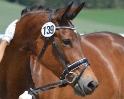 Zuchtstute Schwalbendiva (Trakehner, 2014, von Easton)