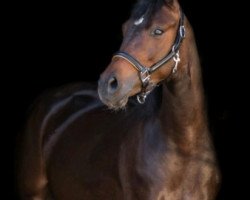 broodmare Roxina (German Riding Pony, 2015, from Danny Gold)