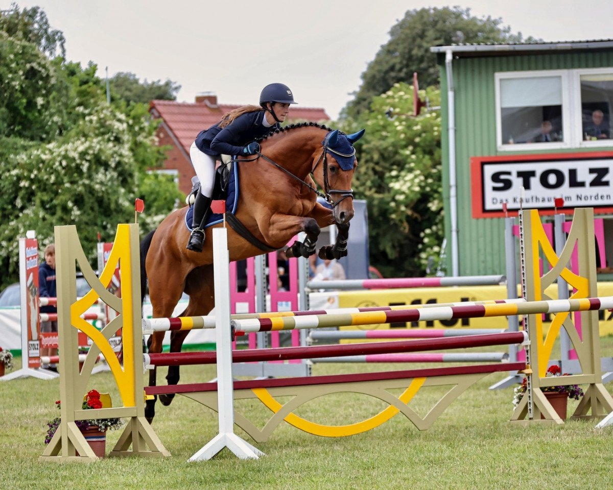 Springpferd Quitte 29 (Holsteiner, 2016, von Quick Fire)