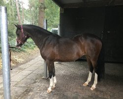 broodmare Remember Me (German Riding Pony, 2006, from Rodrigo)