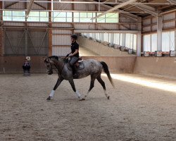 jumper Caracho's Carly (Holsteiner, 2016, from Caracho)