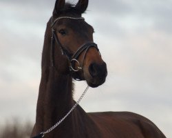 jumper Vistamar HS (Hanoverian, 2015, from Viscount 22)