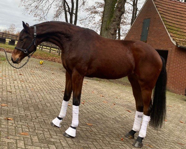 dressage horse Baronesse 189 (Oldenburg, 2019, from Blue Hors Baron)