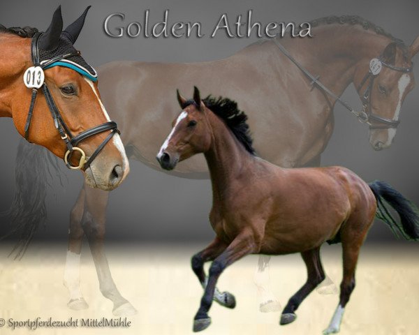 broodmare Golden Athena (Oldenburg, 2006, from Argentinus)