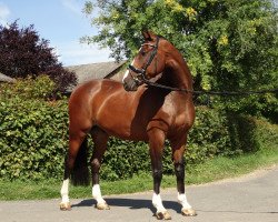 jumper Caspar Z (Zangersheide riding horse, 2008, from Pkz Contact van de Heffinck)