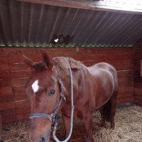 dressage horse Fiene's Finestly (Hanoverian, 2009, from Florestan I)