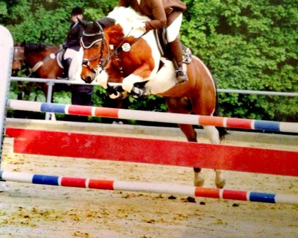 dressage horse Nessaja 8 (Pinto / Small Riding Horse, 1995)