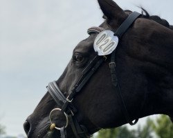 broodmare Ramayana H (Bavarian, 2006, from Luberon)