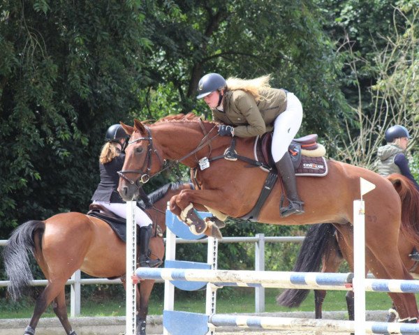 jumper Carlo 420 (Hanoverian, 2008, from Concetto)