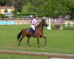 horse Bagou de Boisy (Selle Français, 2011, from Cassini II)