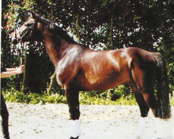 jumper Lancelot of York (Oldenburg, 2001, from Lamentos)