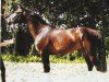 jumper Lancelot of York (Oldenburg, 2001, from Lamentos)