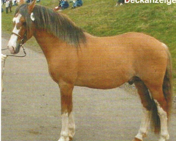 stallion Calagualero Caraguata (Criollo, 1995, from Amigazo Tabaco Rubio)