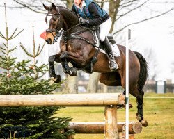 Pferd Balham Mist (British Sport Horse, 2007, von Mill Law)