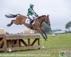 Pferd Woodcourt Garrison (Irish Sport Horse, 2009, von Garrison Royal)