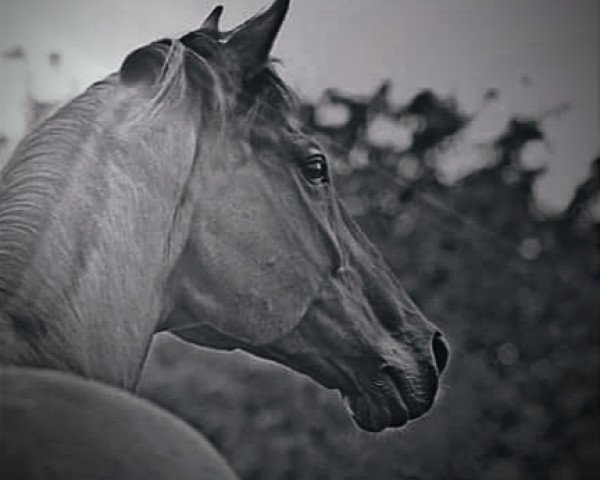 horse Champerno (Hanoverian, 2000, from Colway Bold xx)