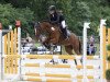 broodmare Funchip T (German Riding Pony, 2010, from For Next Generation)