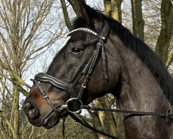 horse Rio 296 (Hanoverian, 2019, from Rotspon)