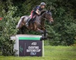 broodmare Quefira de l'Ormeau (Selle Français, 2004, from Iolisco de Quinhon)