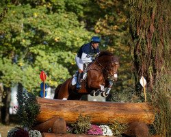 jumper Goliath (KWPN (Royal Dutch Sporthorse), 2011, from Chello III VDL)