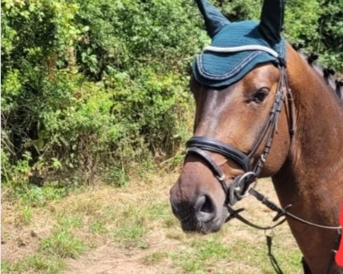 jumper Tres Chic de Muze (Belgian Warmblood, 2019, from Eames de Hus)