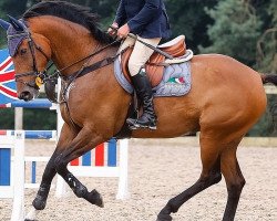 jumper Fuiloda G (KWPN (Royal Dutch Sporthorse), 2010, from van Gogh)