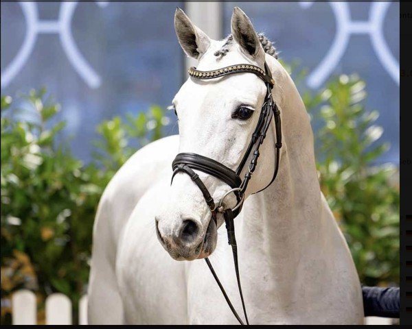 jumper Gilmore Girl 8 (Hanoverian, 2019, from Grey Top)