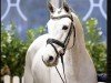 jumper Gilmore Girl 8 (Hanoverian, 2019, from Grey Top)