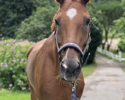 jumper Poldi S (Hanoverian, 2010, from Perigueux)