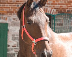 dressage horse Shenandoah v.B. (Zweibrücken, 2013, from Genesis)