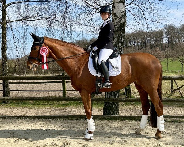 dressage horse Bella Fortuna (Oldenburg, 2014, from Fürst Wilhelm)
